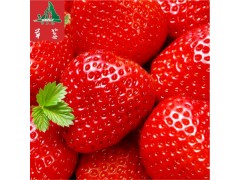 全國(guó)供應(yīng) 四川涼山特產(chǎn) 新鮮現(xiàn)摘草莓   特級(jí)水果   鮮美多汁  大涼山水果歡迎洽談！