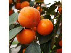 富光果業(yè)有限公司  專業(yè)供應(yīng)水果 果樹 優(yōu)質(zhì)柿樹 斤柿