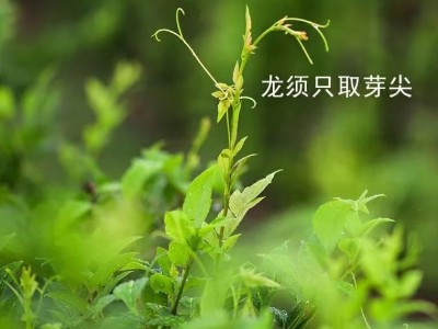 來(lái)鳳藤茶對(duì)身體的益處，真是不可多得