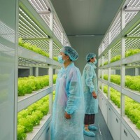 衡水市植物工廠無(wú)菌室種植蔬菜設(shè)計(jì)廠家